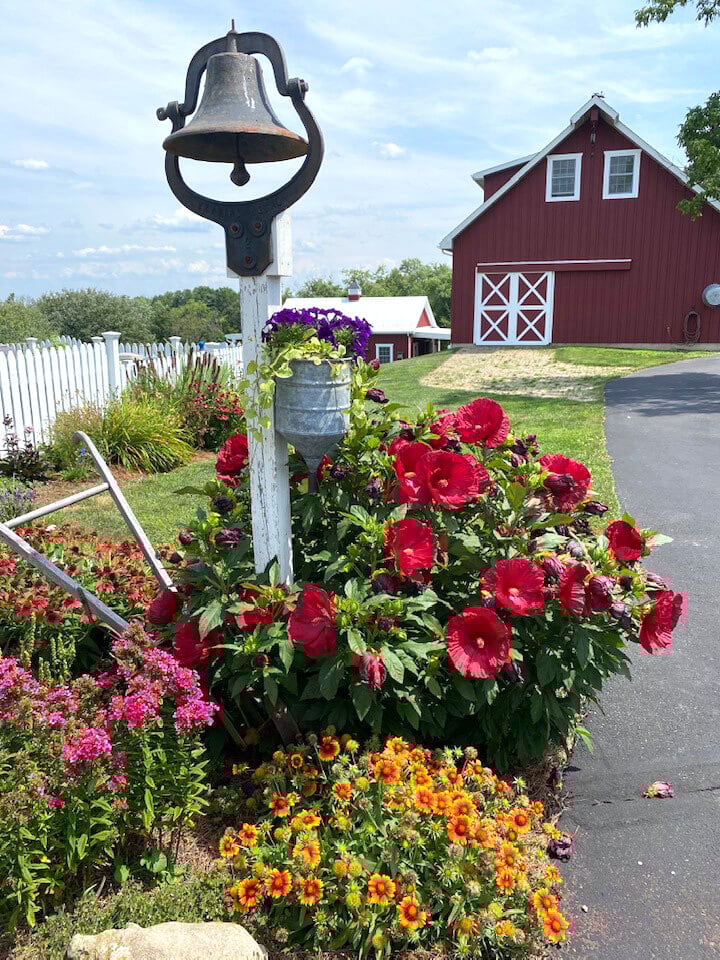 flowers-in-yard