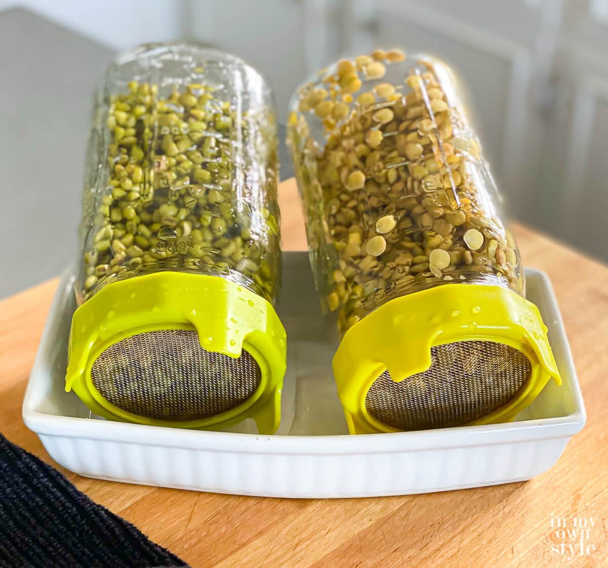 Mung beans and lentils in sprouting jars propped upside down in tray.
