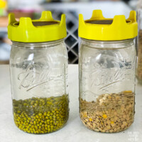 Mung beans and lentils being rinsed and soaked to ready for sprouting.