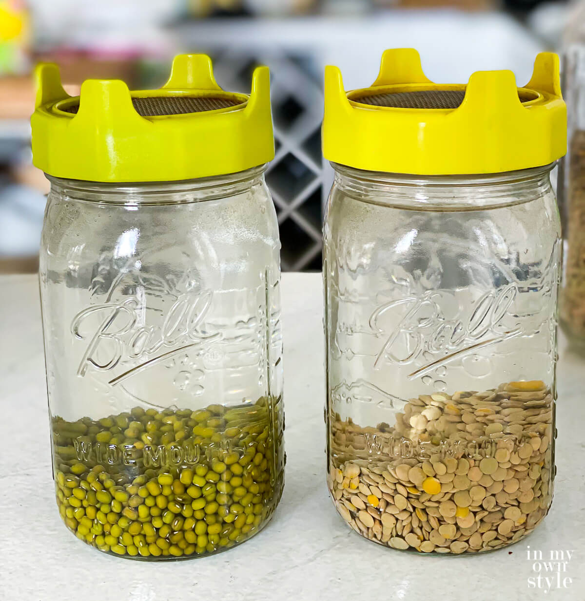 Mung beans and lentils being rinsed and soaked to ready for sprouting.