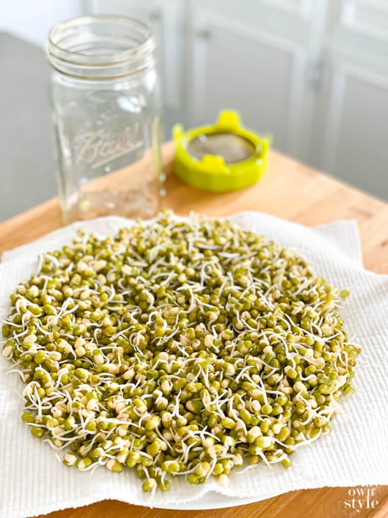 Sprouted Mung Beans on a Plate with a sprouting jar in the background.