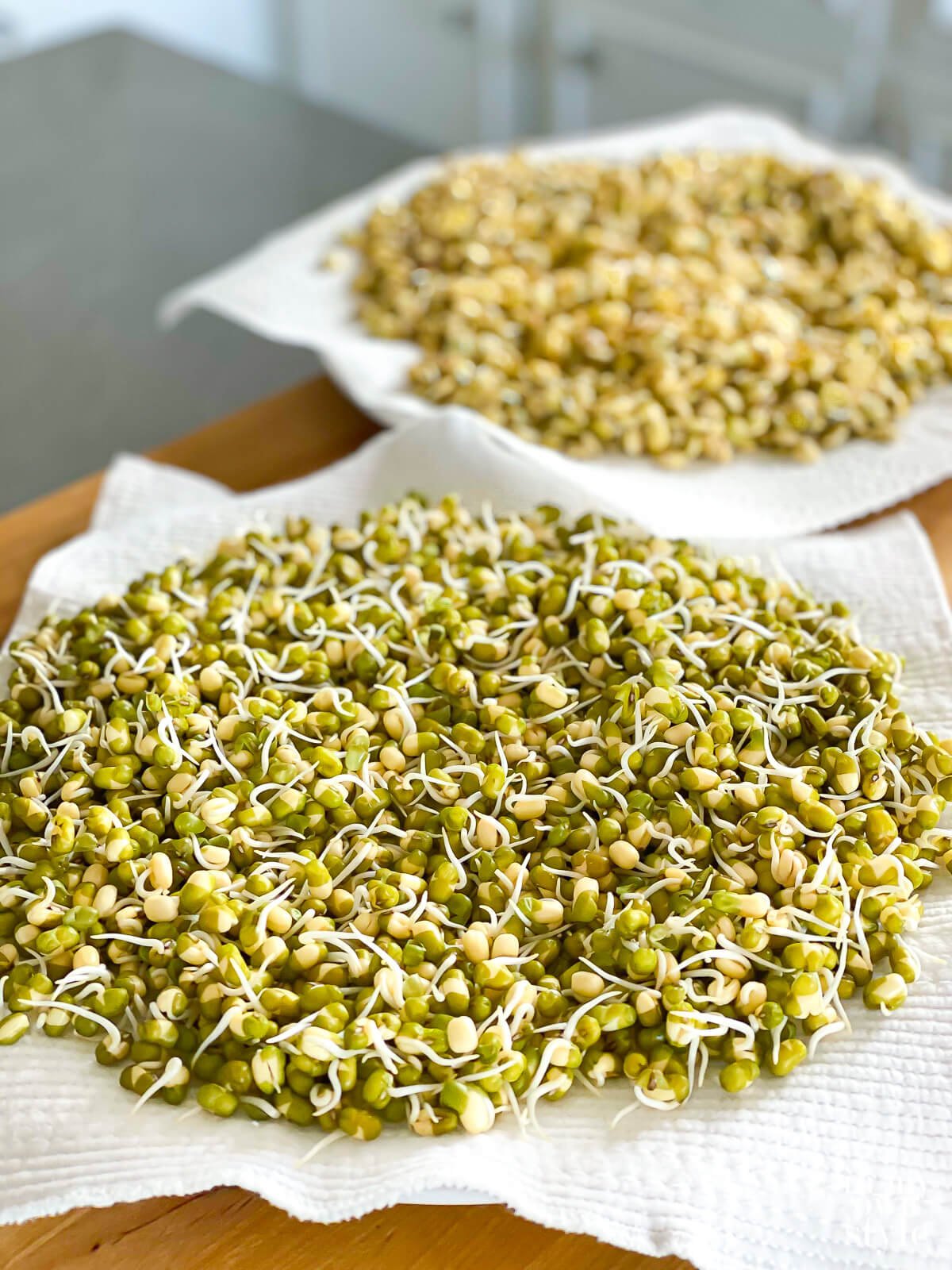 Sprouted Mung Beans and lentils on white plates lined with white towels.