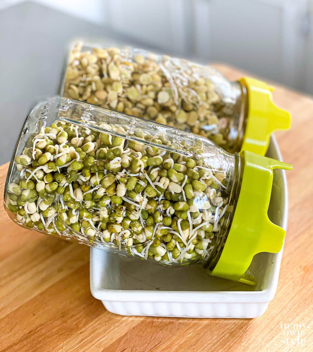 Tray with propped sprouting jar with sprouted mung beans and lentils inside them.