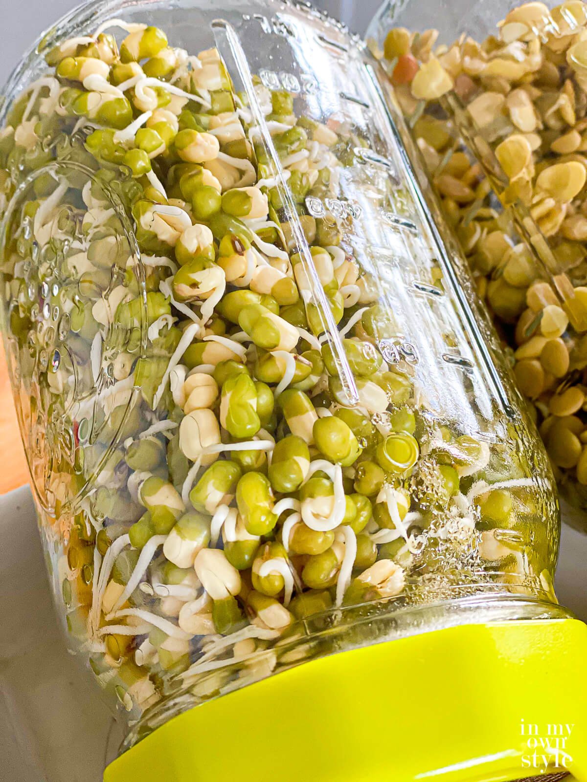 Close up of mung bean sprouts in sprouting jar.