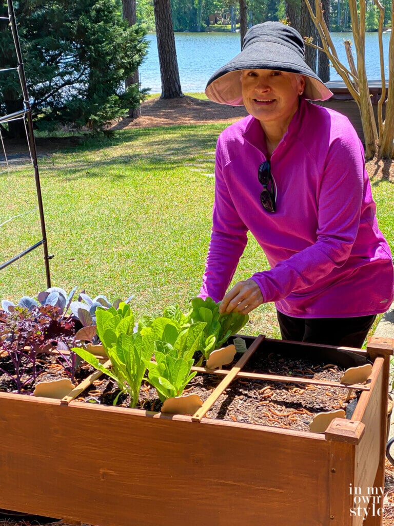 Tending to my elevated bed kitchen garden in my yard.