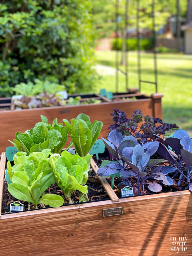 Lettuce and red cabbage growing in elevated beds in kitchen garden.