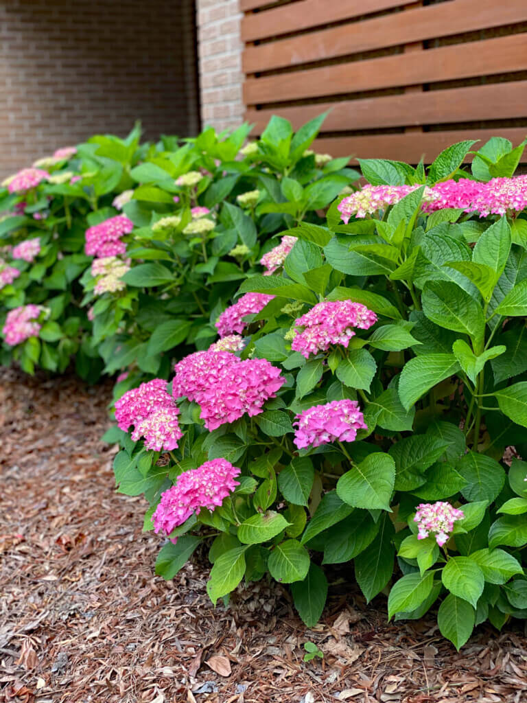 pink hydrangeas in front yard