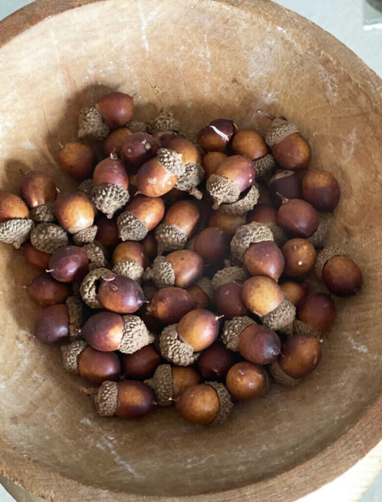 acorns in a bowl