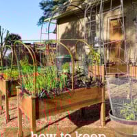 How to keep squirrels and birds out of your garden