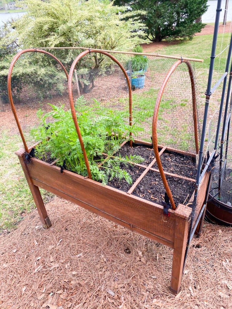 close up of how hoops and netting look to keep birds and squirrels out of raised garden beds