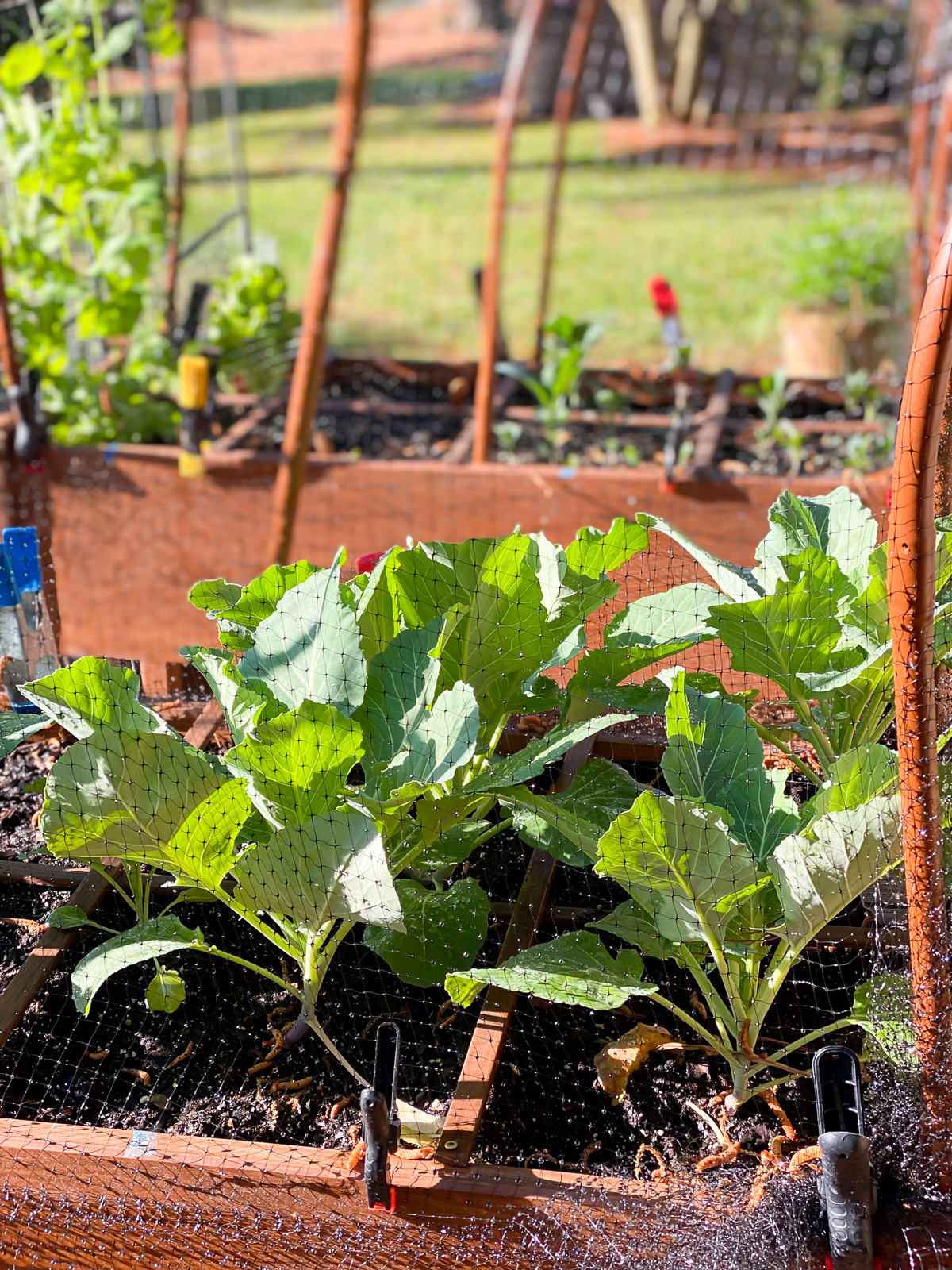 Squirrel proofing garden. Collard greens growing in raised garden.