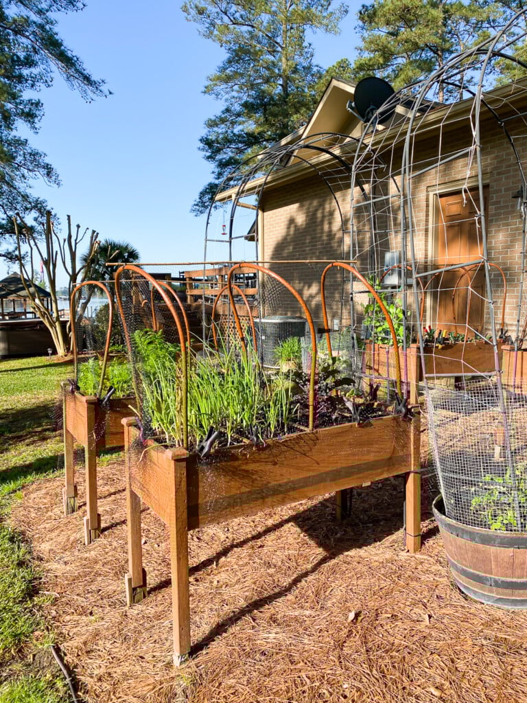 Hoops and netting to keep squirrels out of raised beds.