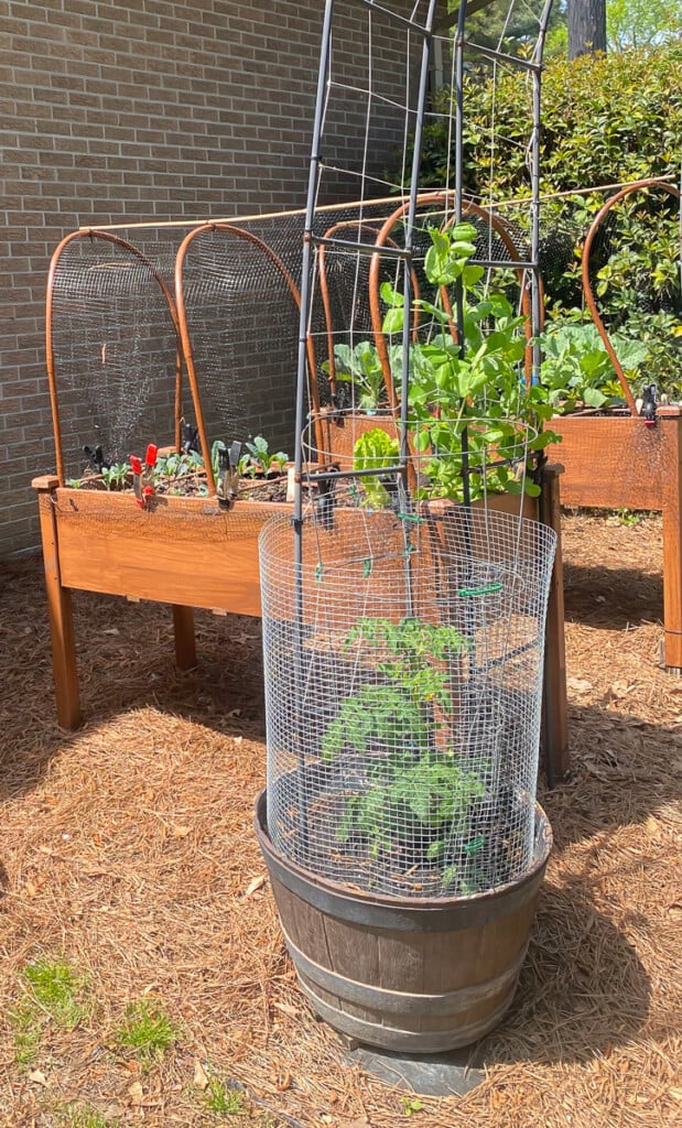 protecting tomato plants from squirrels and birds