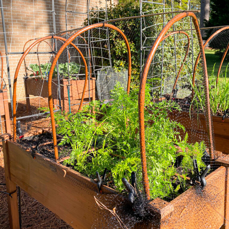 DIY garden. How to keep squirrels out of raised beds.