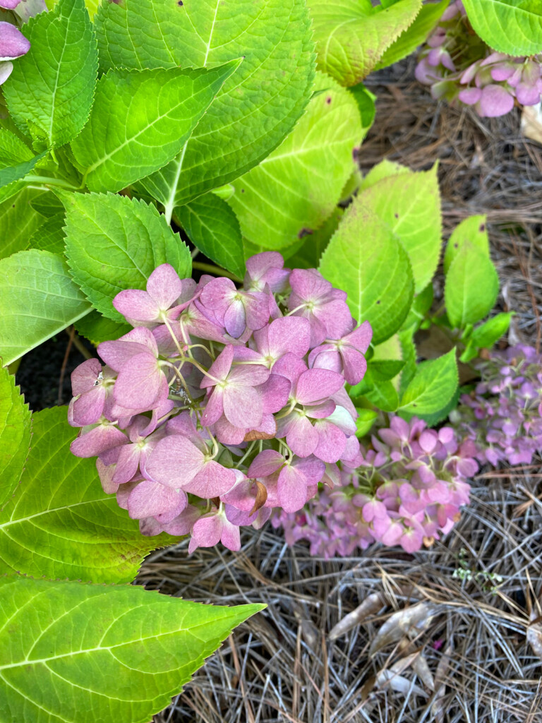 faded-pink-hydrangeas-still-on-bush