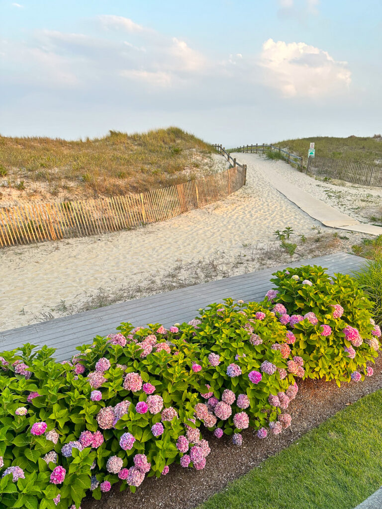 view of hydrangeas along a beach