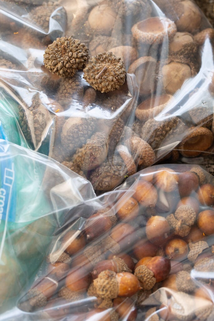 acorns that will be used to creat DIY fall decor organized in storage bags